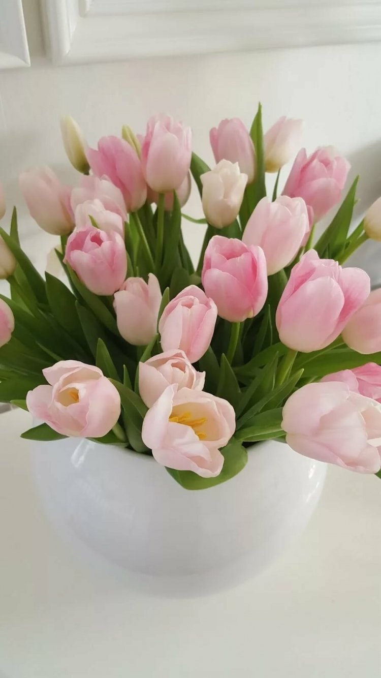 Красивые нежные тюльпаны