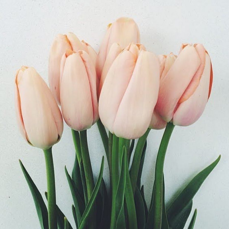 Светло розовые тюльпаны