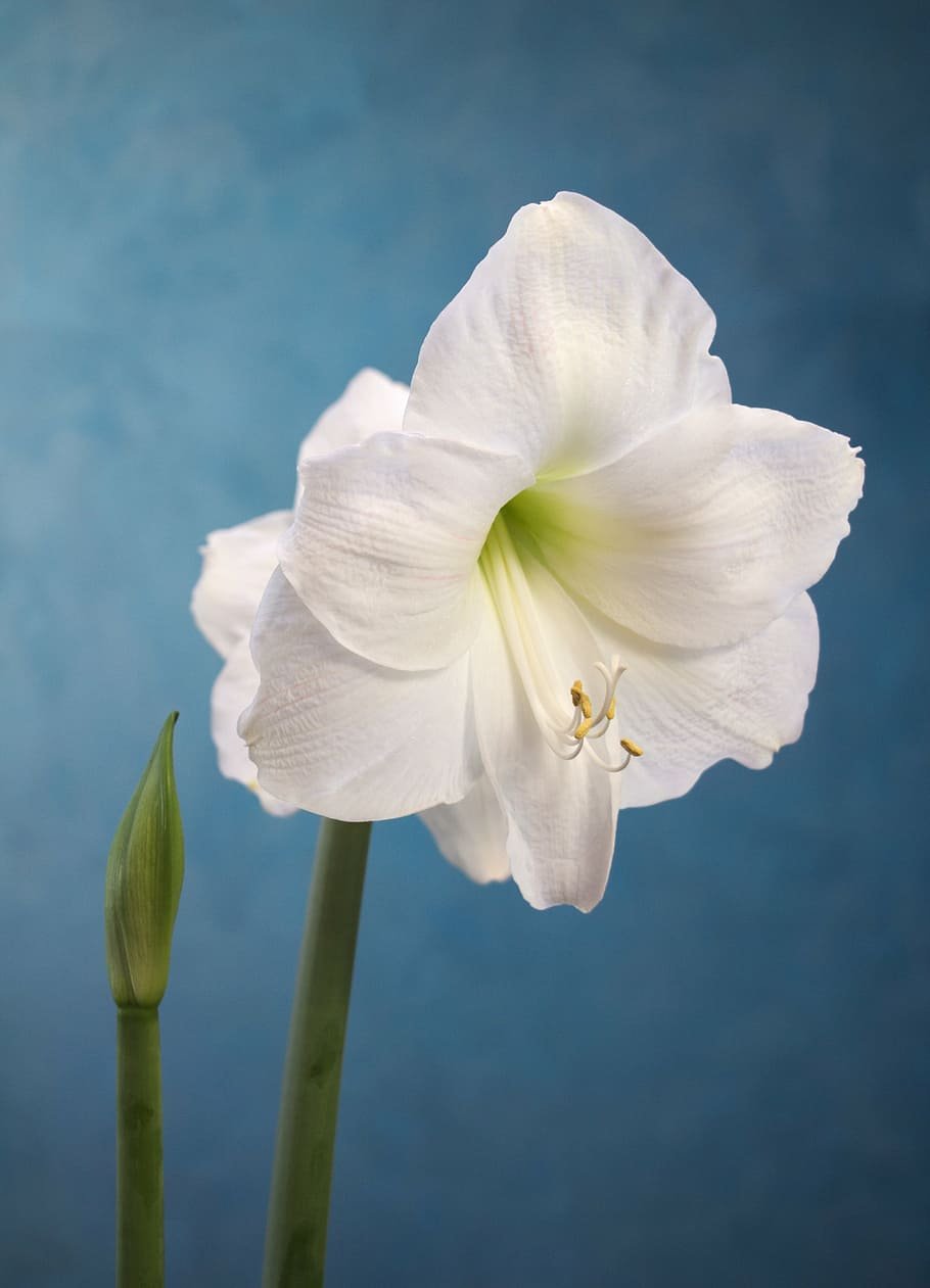 Лилия амариллис белый