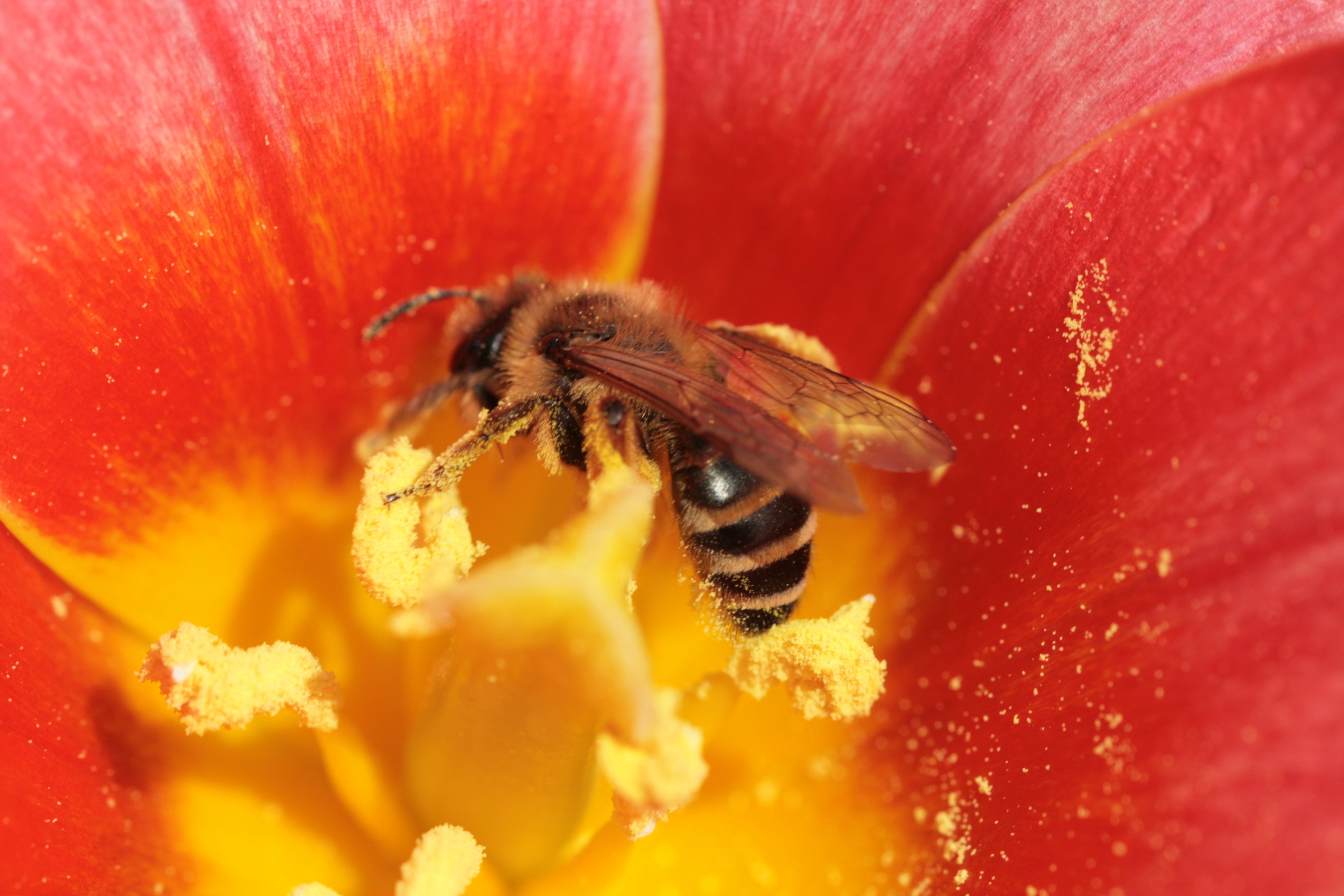 Пыльца растений собранная пчелой. Нектар цветка. Нектар на цветах. Пчелы на цветах. Опыление растений насекомыми.