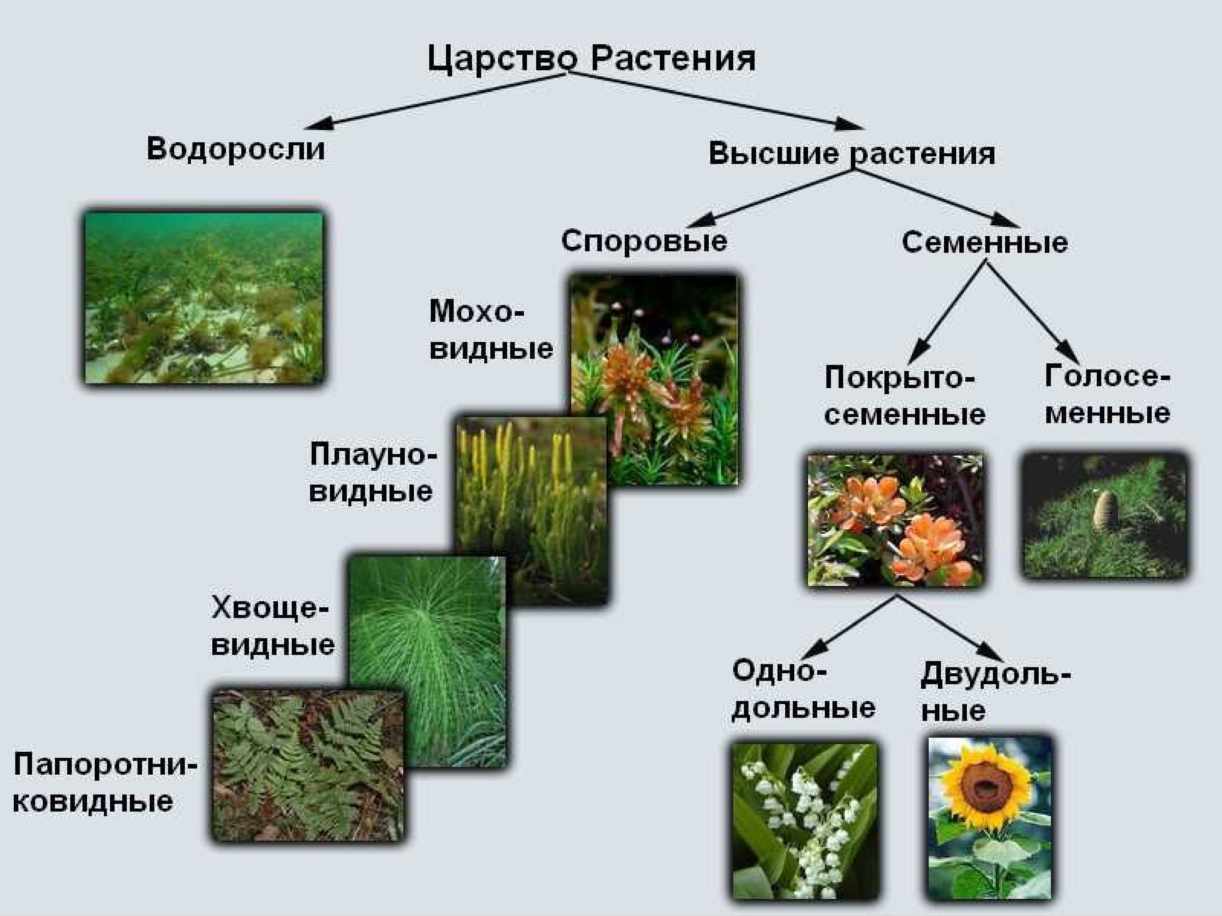 Схема растений низшие высшие
