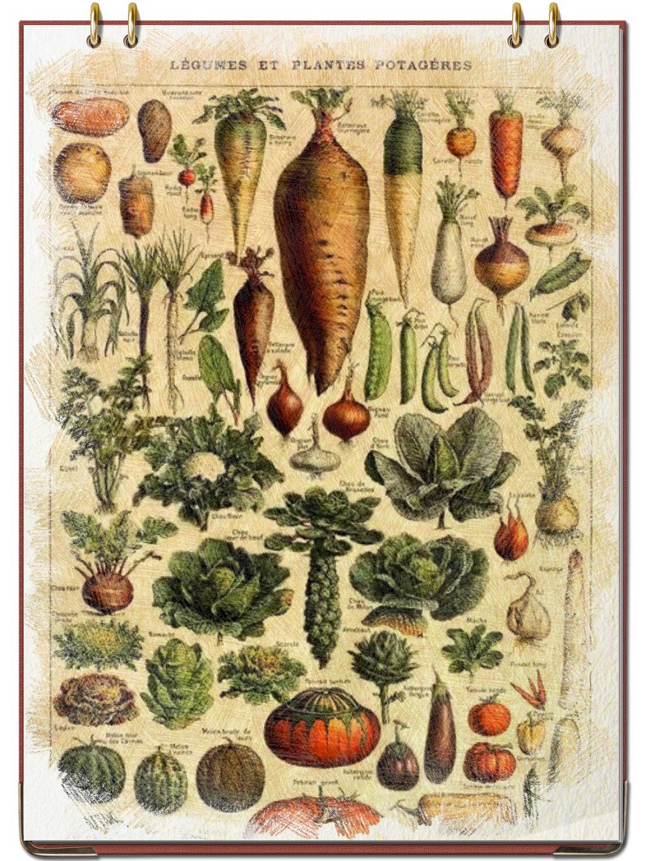 Ботанические атласы 19 века овощи