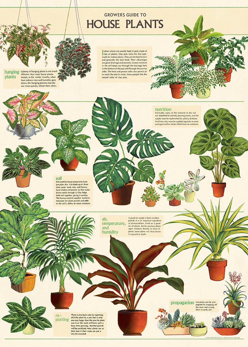Постер House Plants