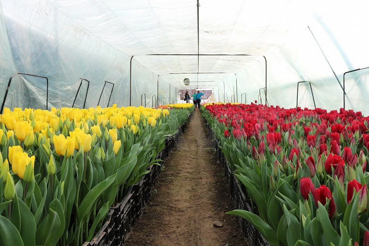 Сколько можно вырастить тюльпанов на 1 м2. Выгонка тюльпанов Lalibela.