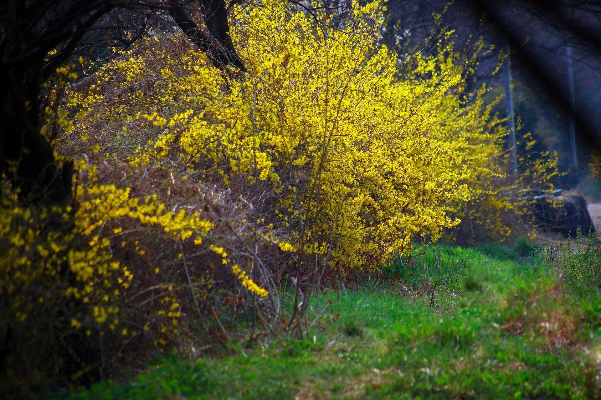 Желтый кустарник название цветущий весной фото. Форзиция промежуточная Голдзаубер. Форзиция (форсайтия). Форзиция Линвуд.