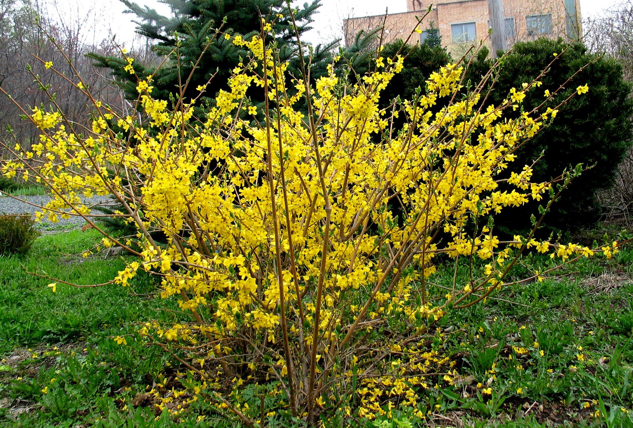 Куст с желтыми листьями весной название фото