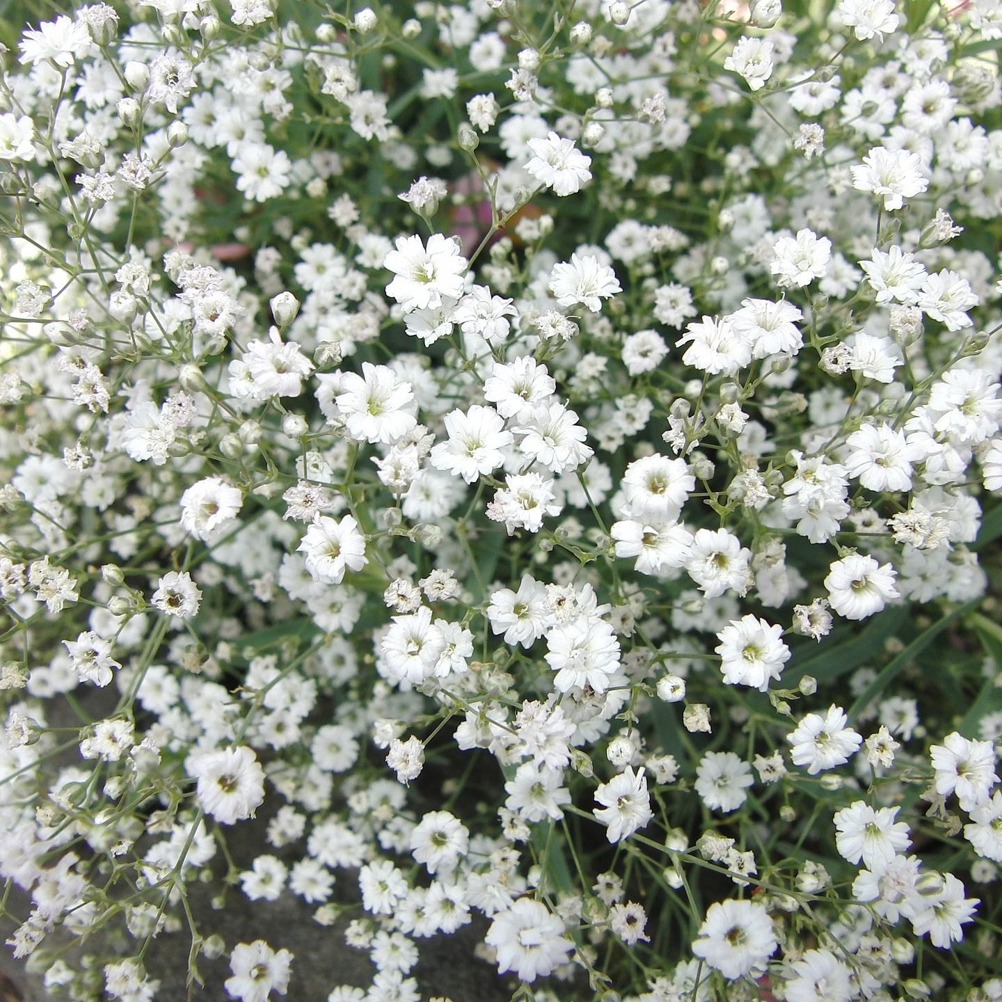 Многолетние Цветы С Мелкими Цветочками