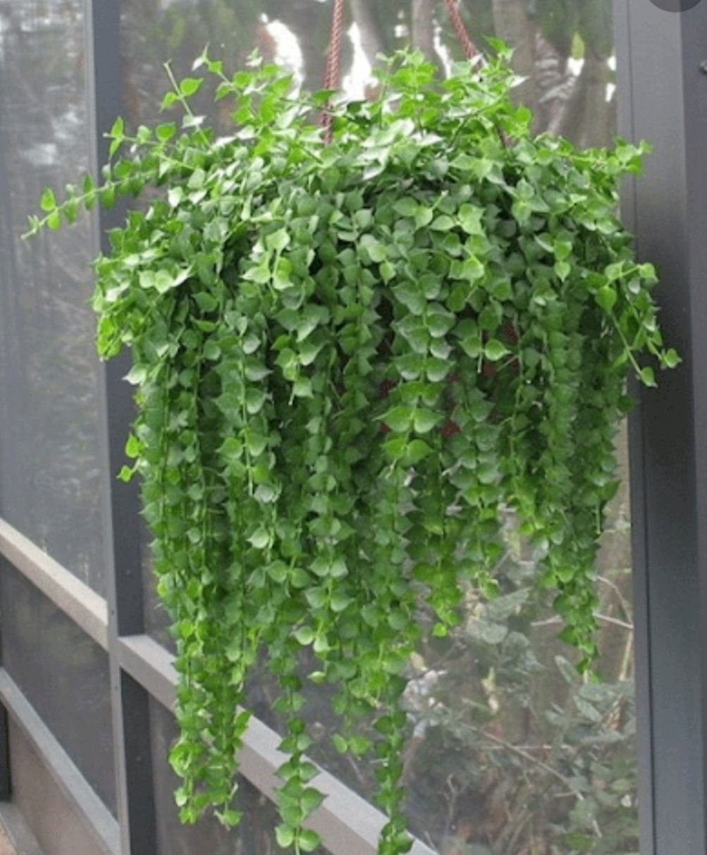 лиановидные комнатные растения фото