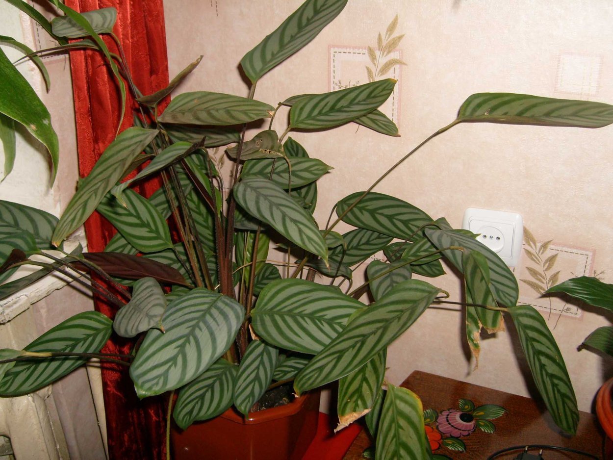 полосатые комнатные растения фото