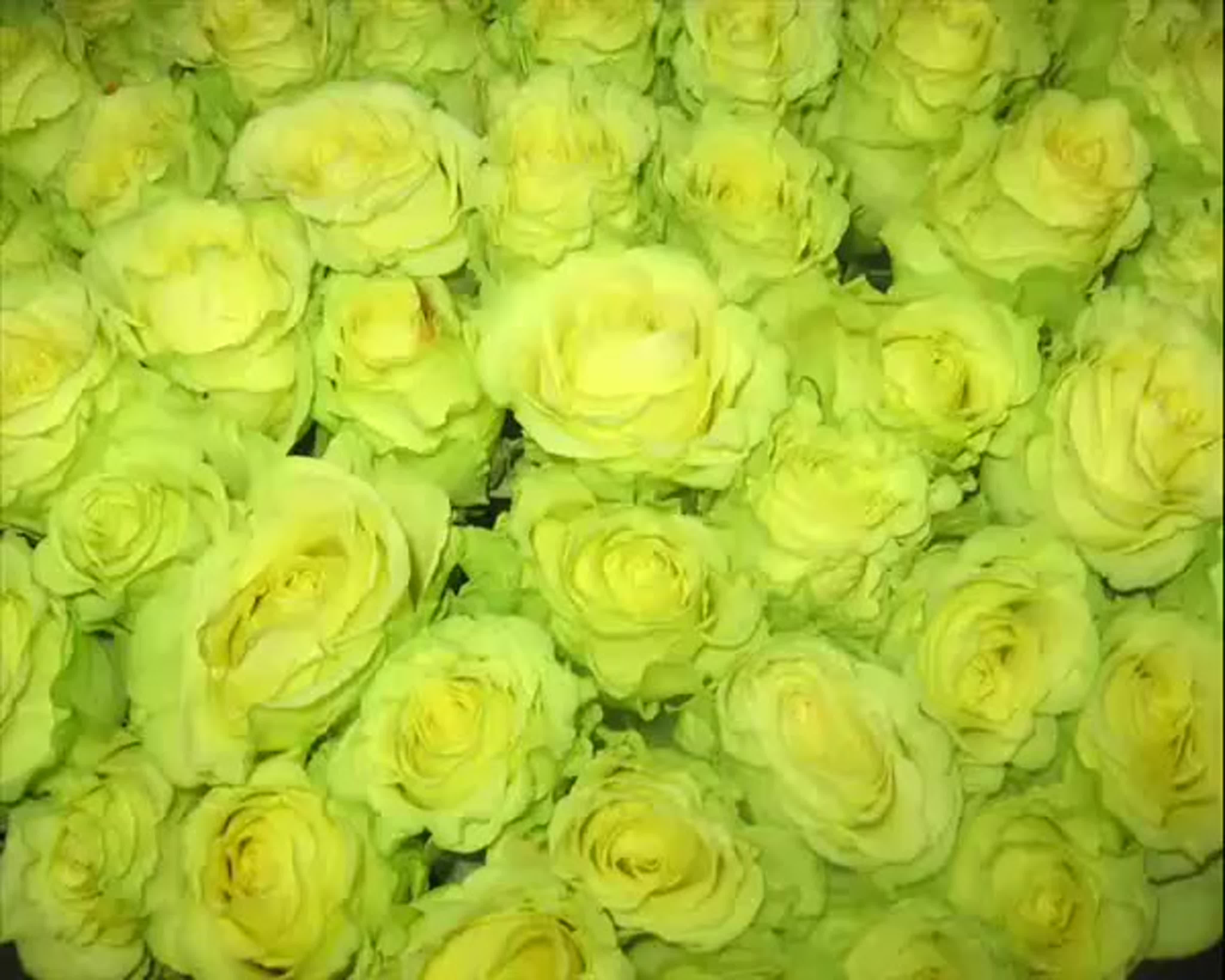 Розы Цвета Лайм
