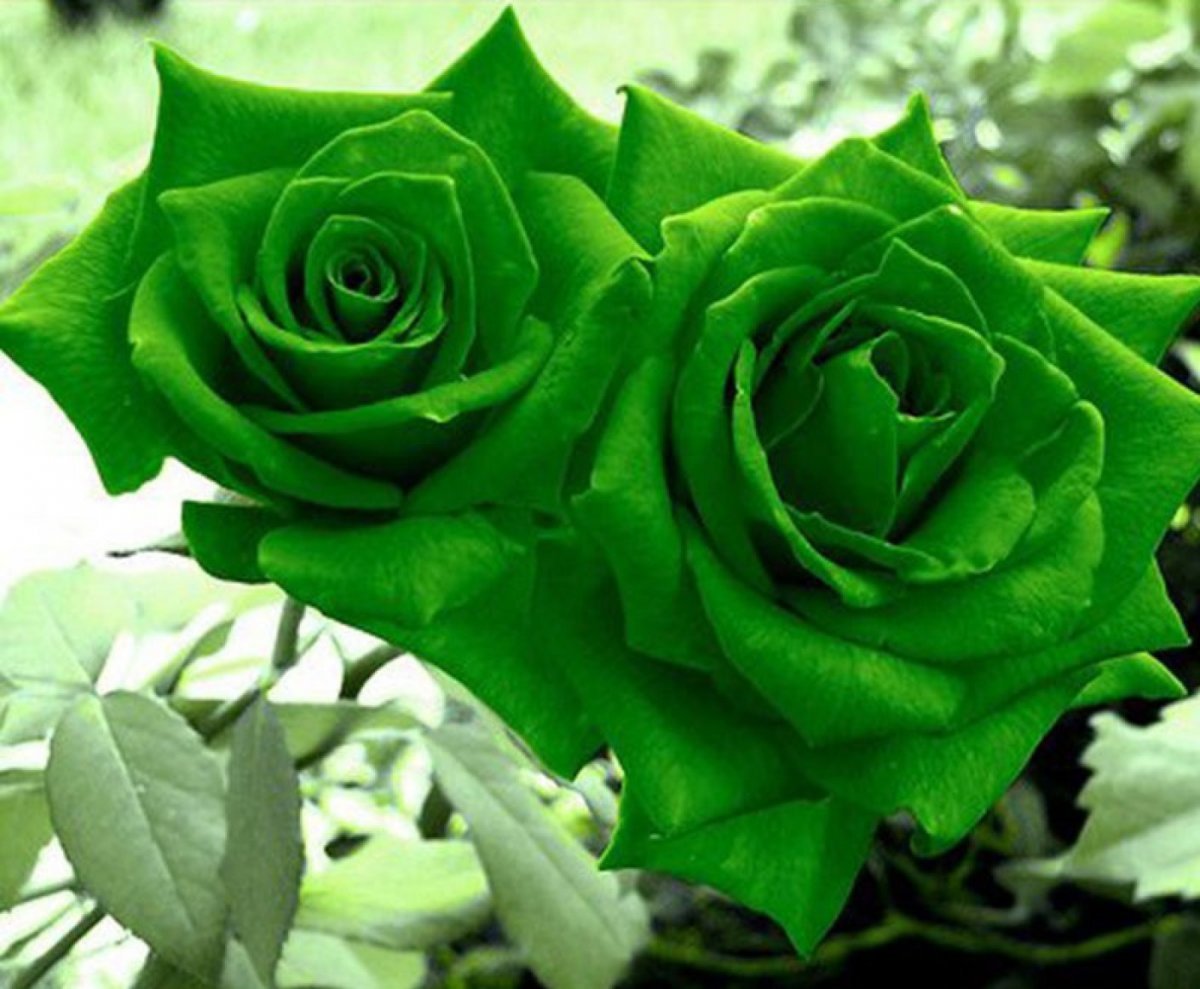 Розы Цвета Лайм