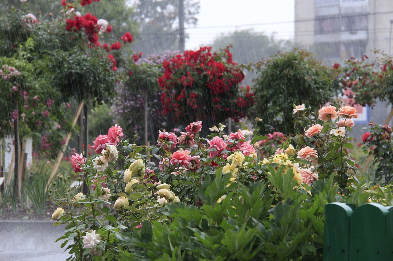Твой сад розы. Клумба с розами флорибунда. Розарий из роз флорибунда. Розарии растения-компаньоны.