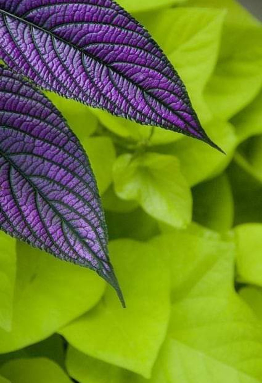 Какой цветок меняет цвет. Красивые листья цветов. Фиолетовые листья. Фиолетовый и зеленый. Зелено фиолетовые листья.