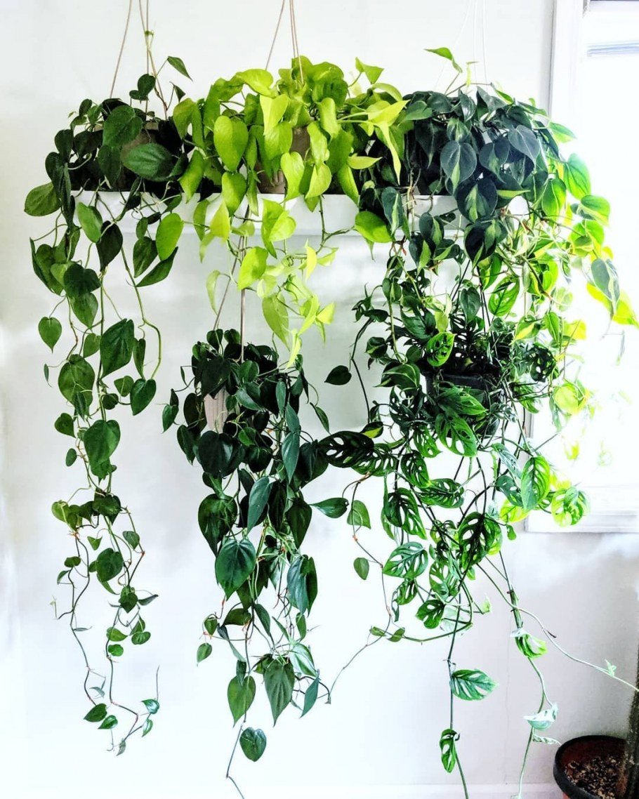 Кисличные ампельные комнатные растения