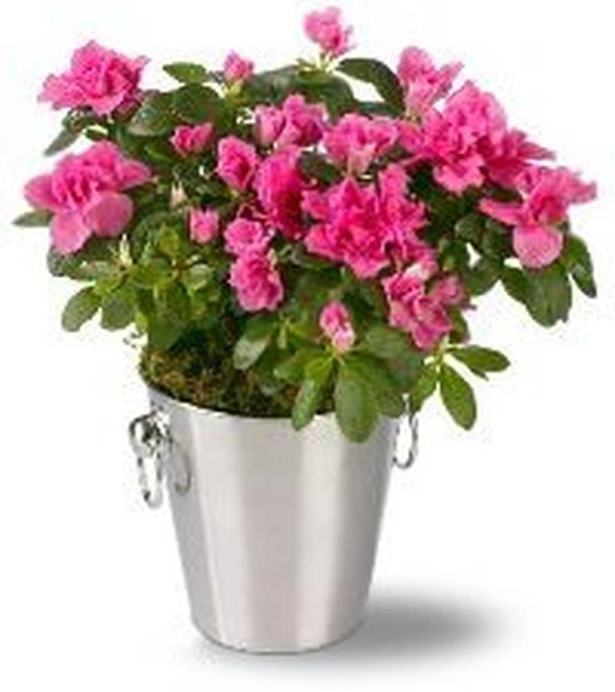 Комнатное растение с розовыми цветами