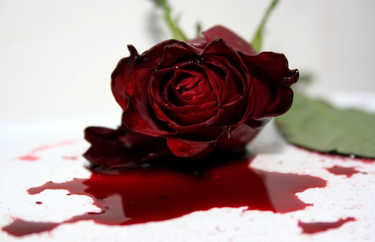 Алый печаль. Кроваво красные розы.