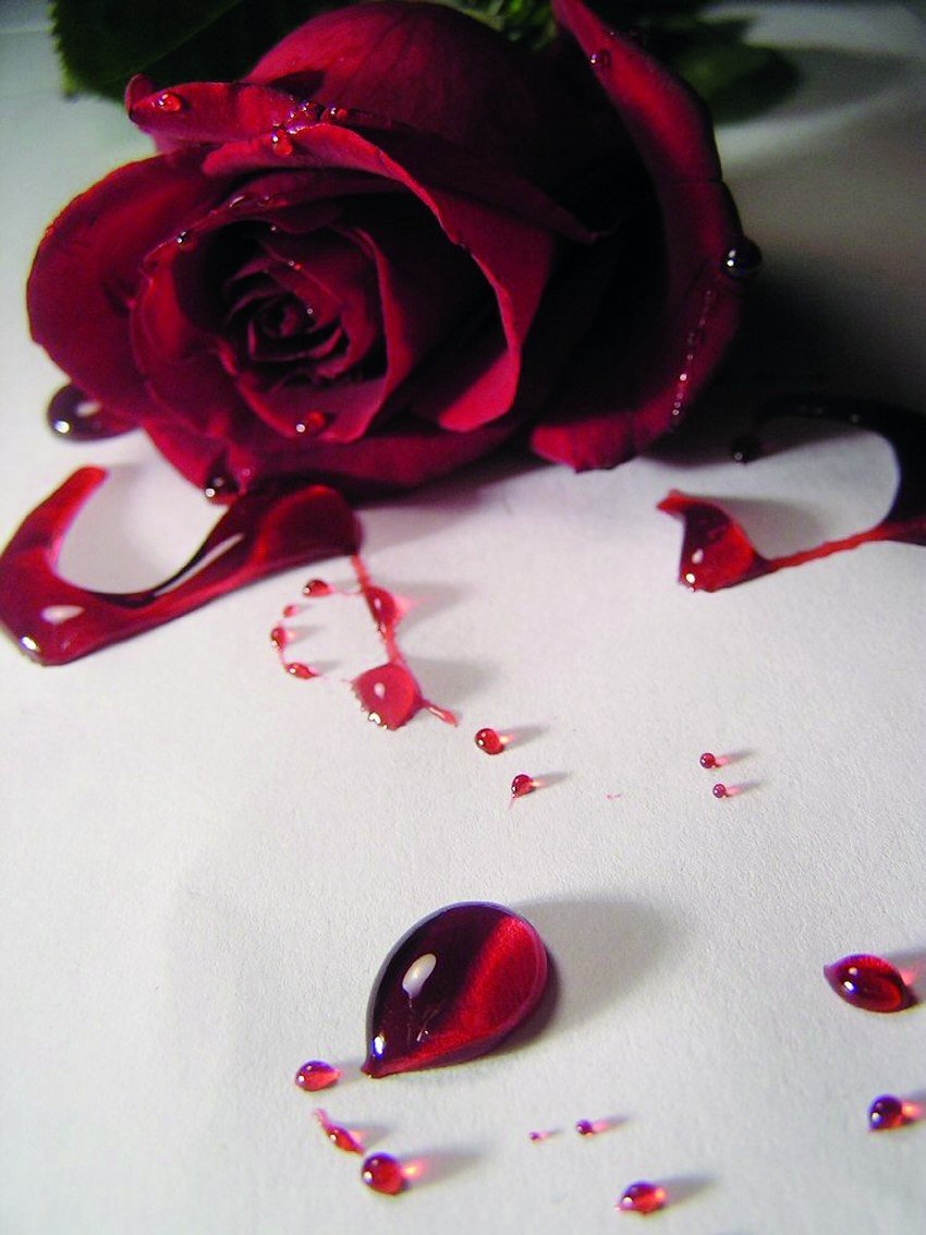 Кроваво алые розы