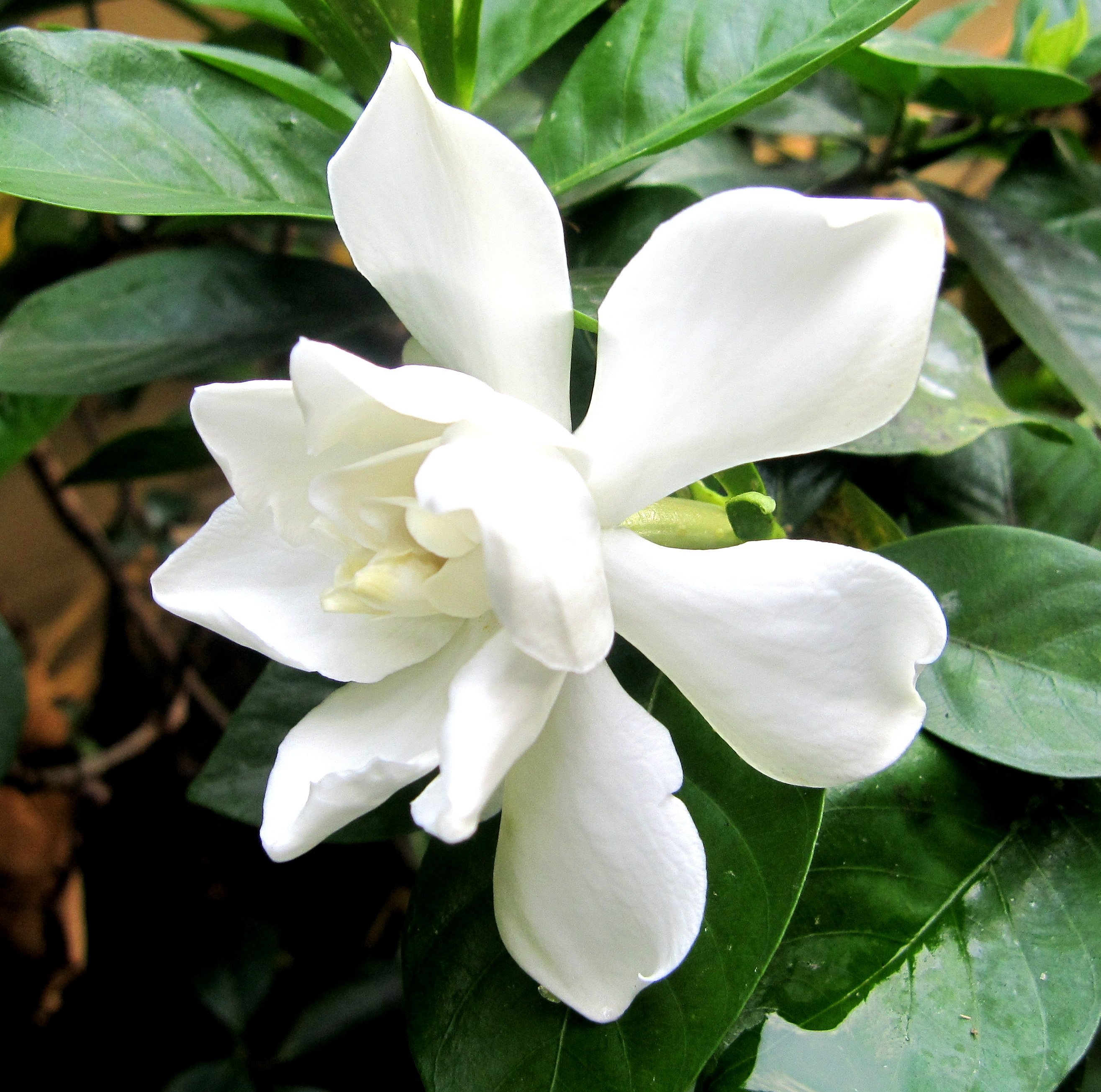 Белый цветок домашний название. Гацания жасминовидная. Цветок Гардения Жасминоидес.