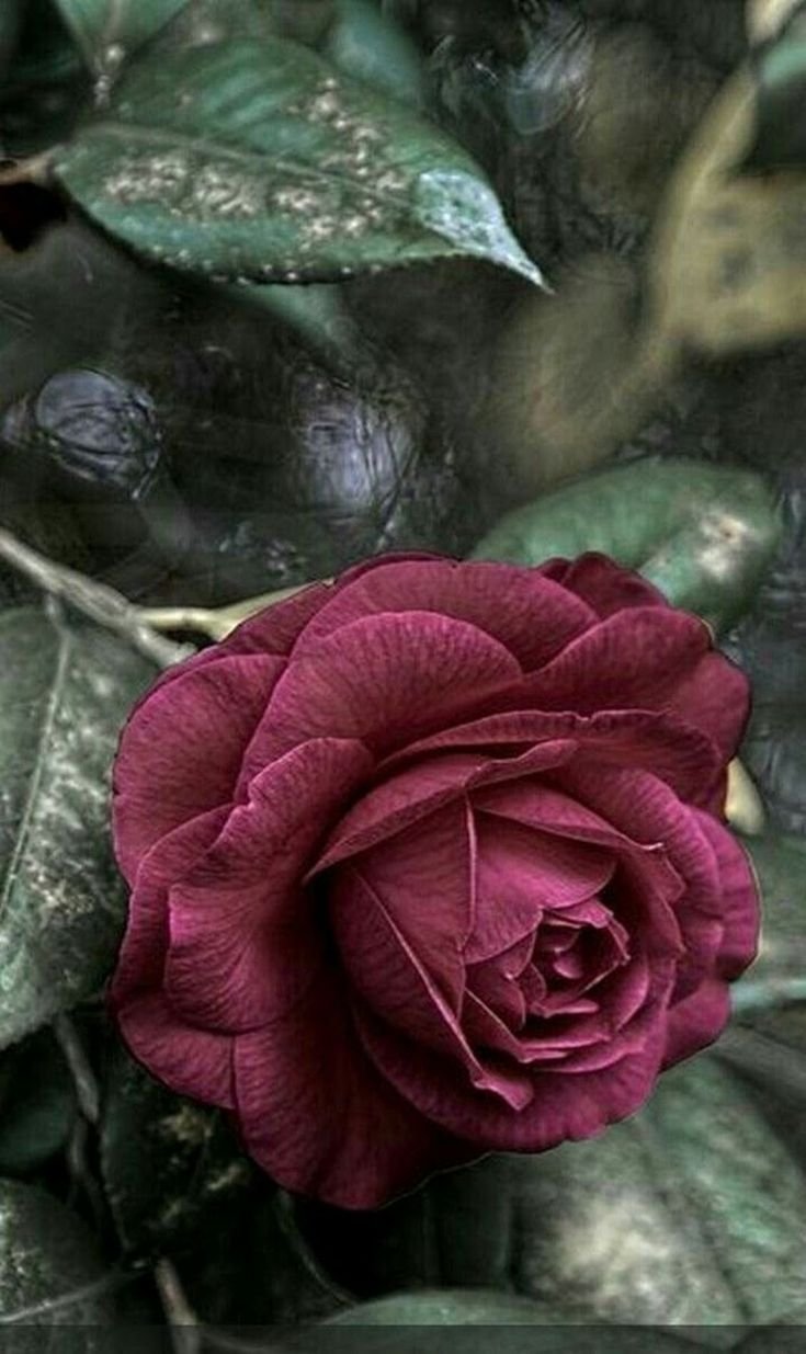 Роза Королевский бархат темно-бордовая грандифлора