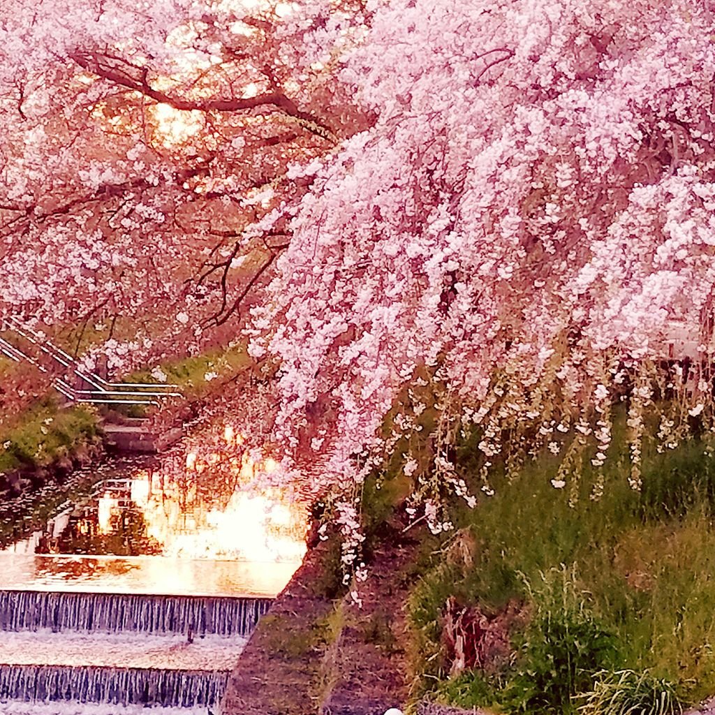 Japanese blossom. Черри блоссом водопад. Япония, водопад, Сакура. Киото цветение Сакуры. Сакура и водопад.