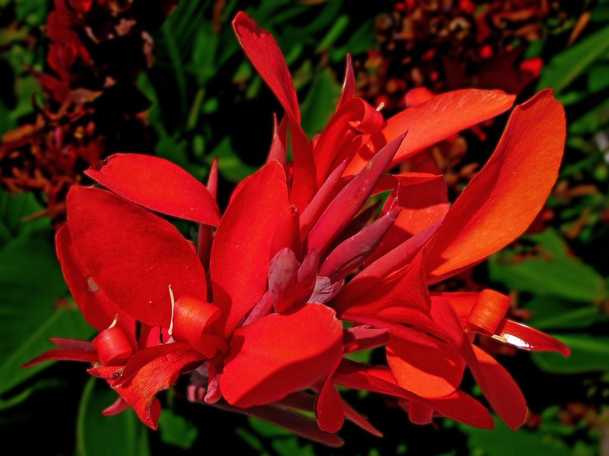 Канна индийская canna Indica