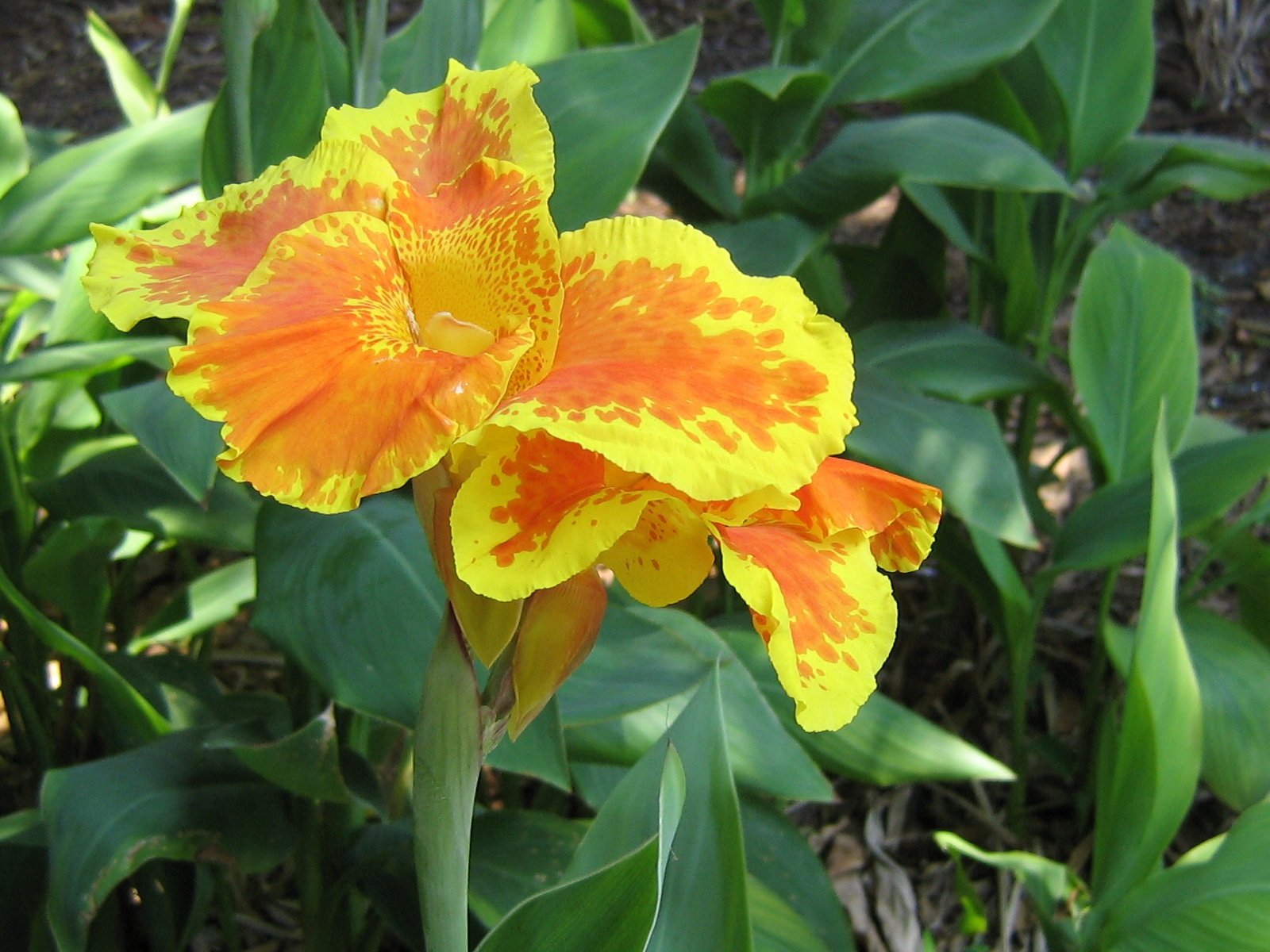 Канна индийская canna Indica