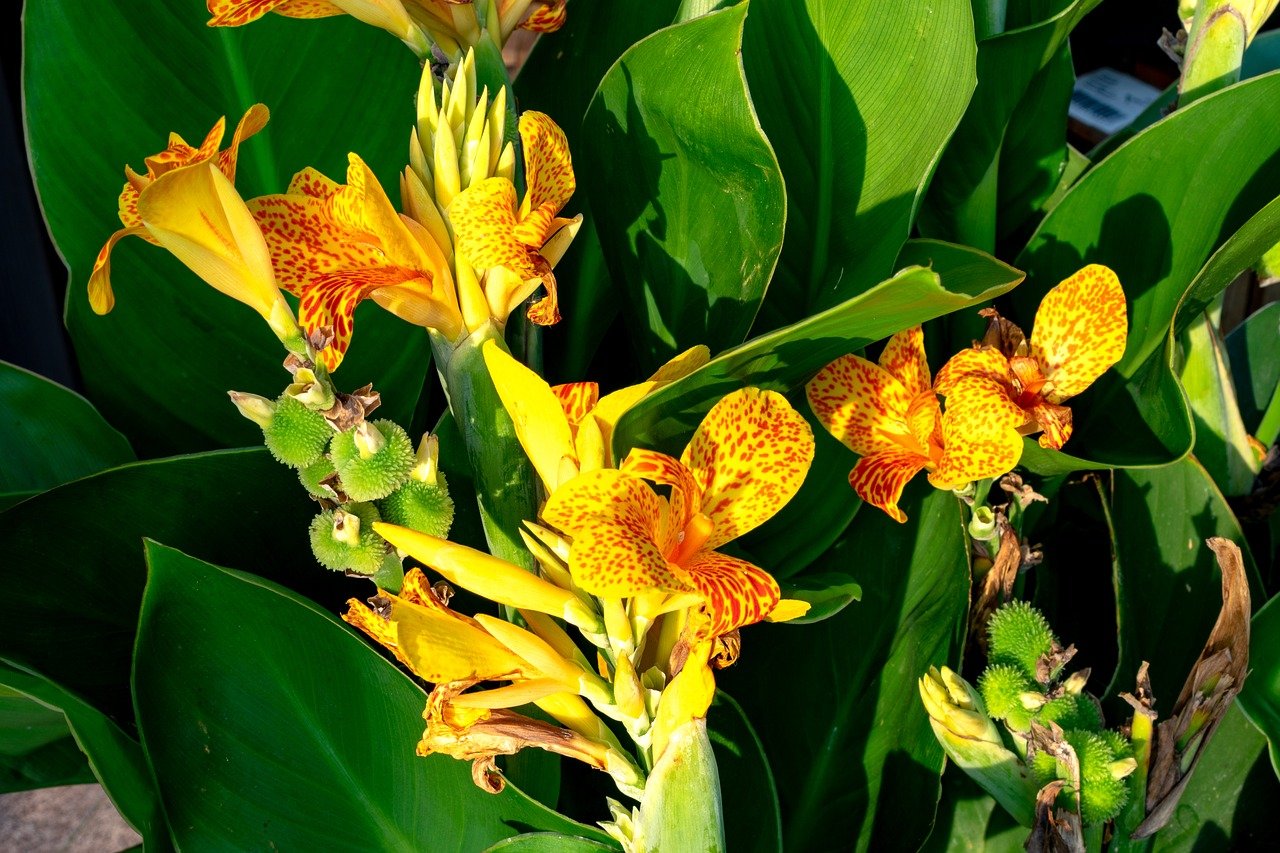 Канна индийская canna Indica