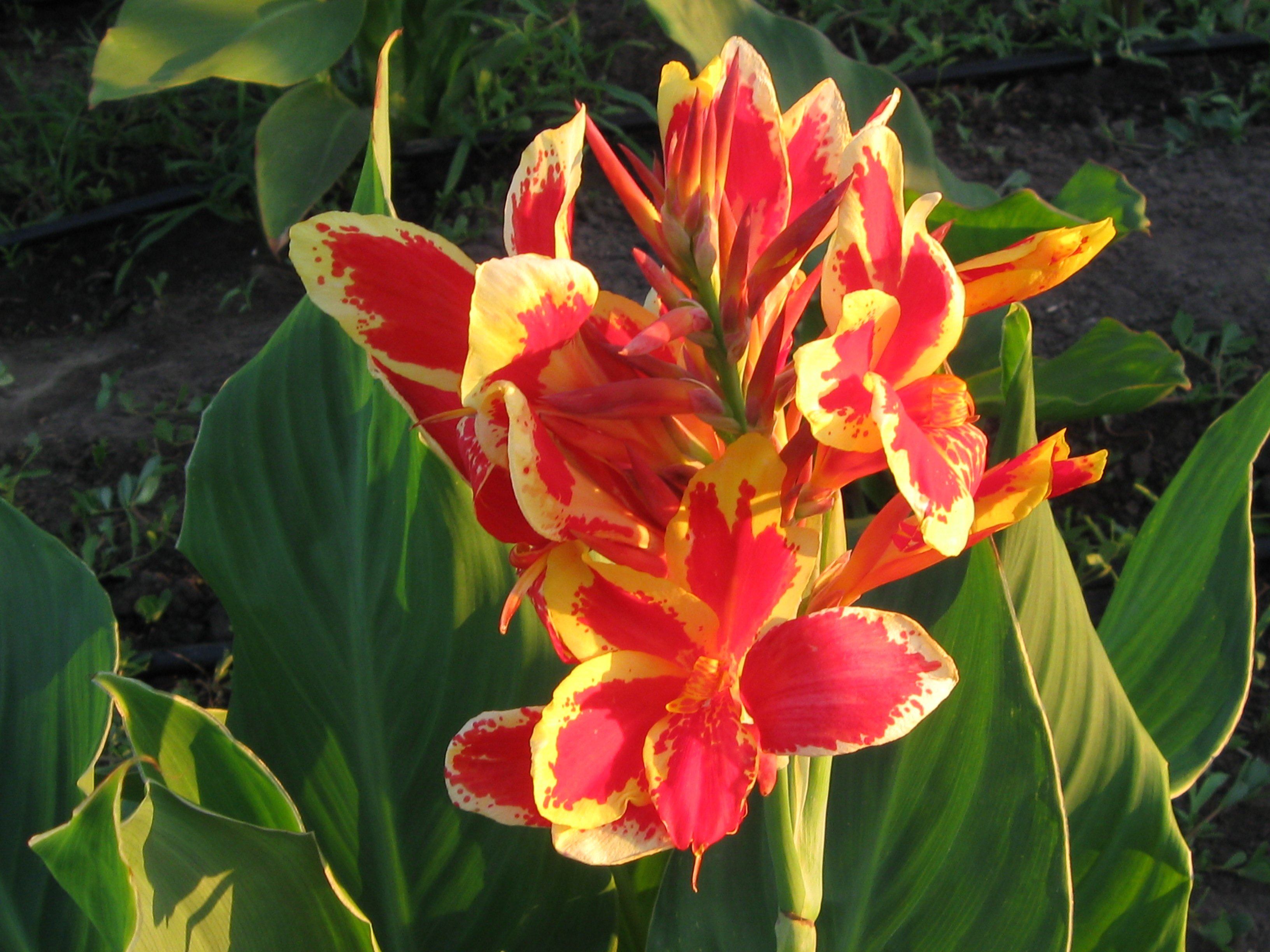 Канна индийская canna Indica