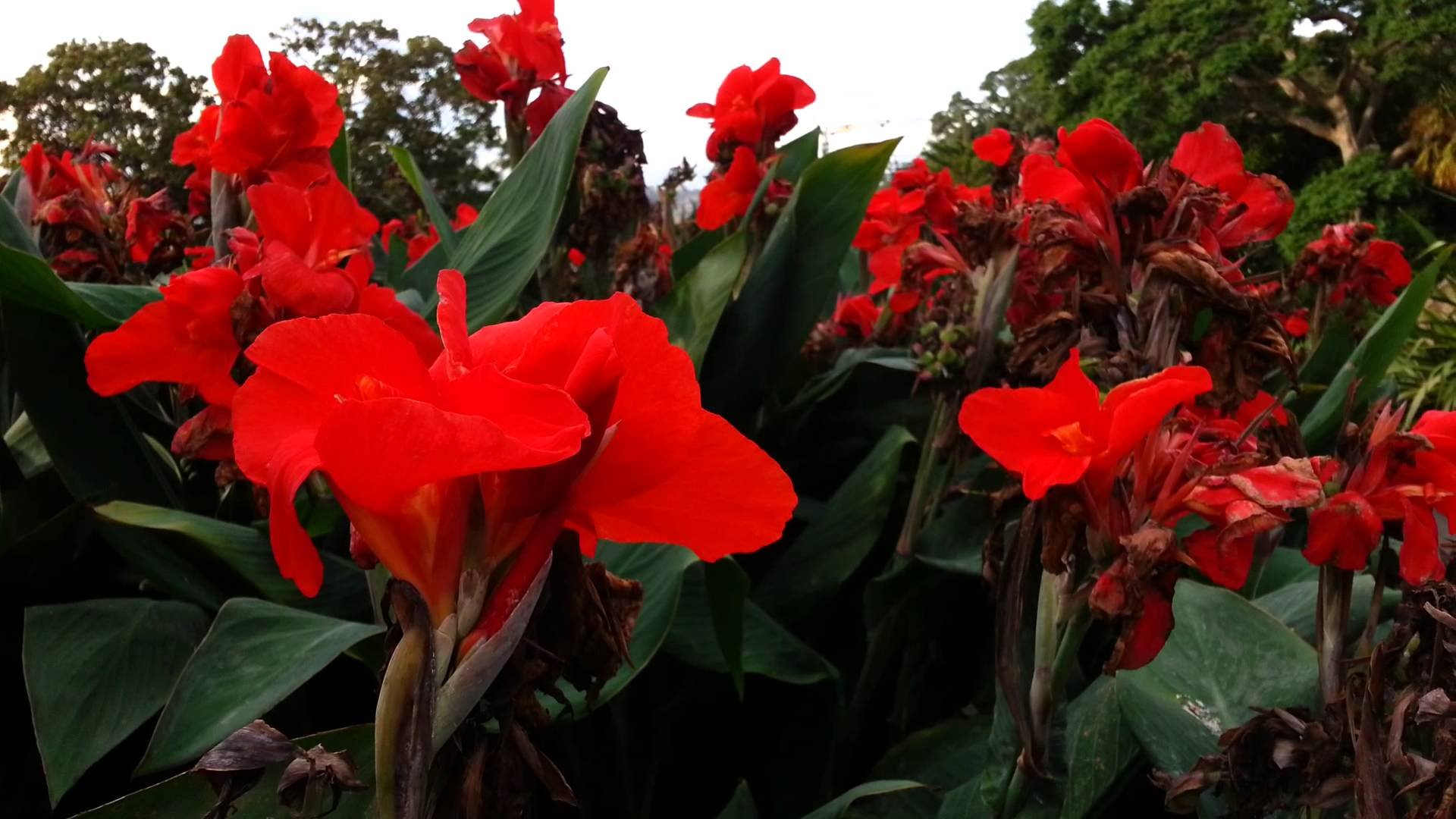 Канна индийская canna Indica