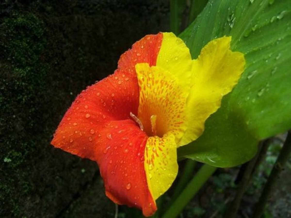 Канна индийская canna Indica