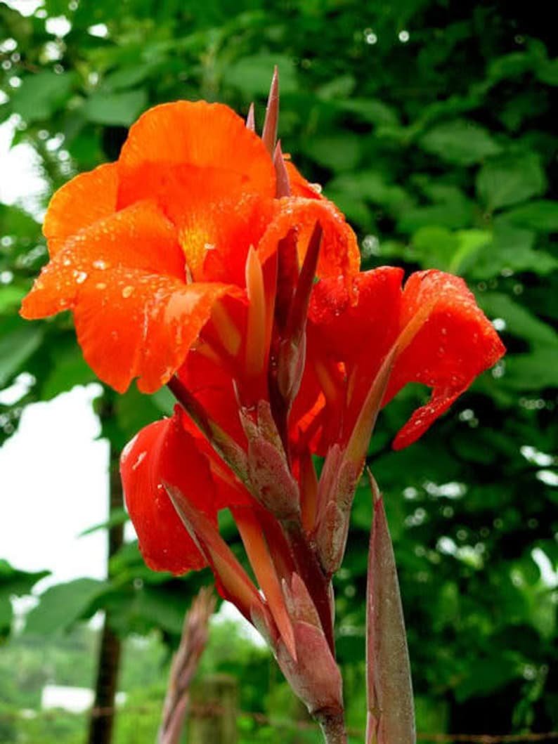 Канна индийская цветок фото