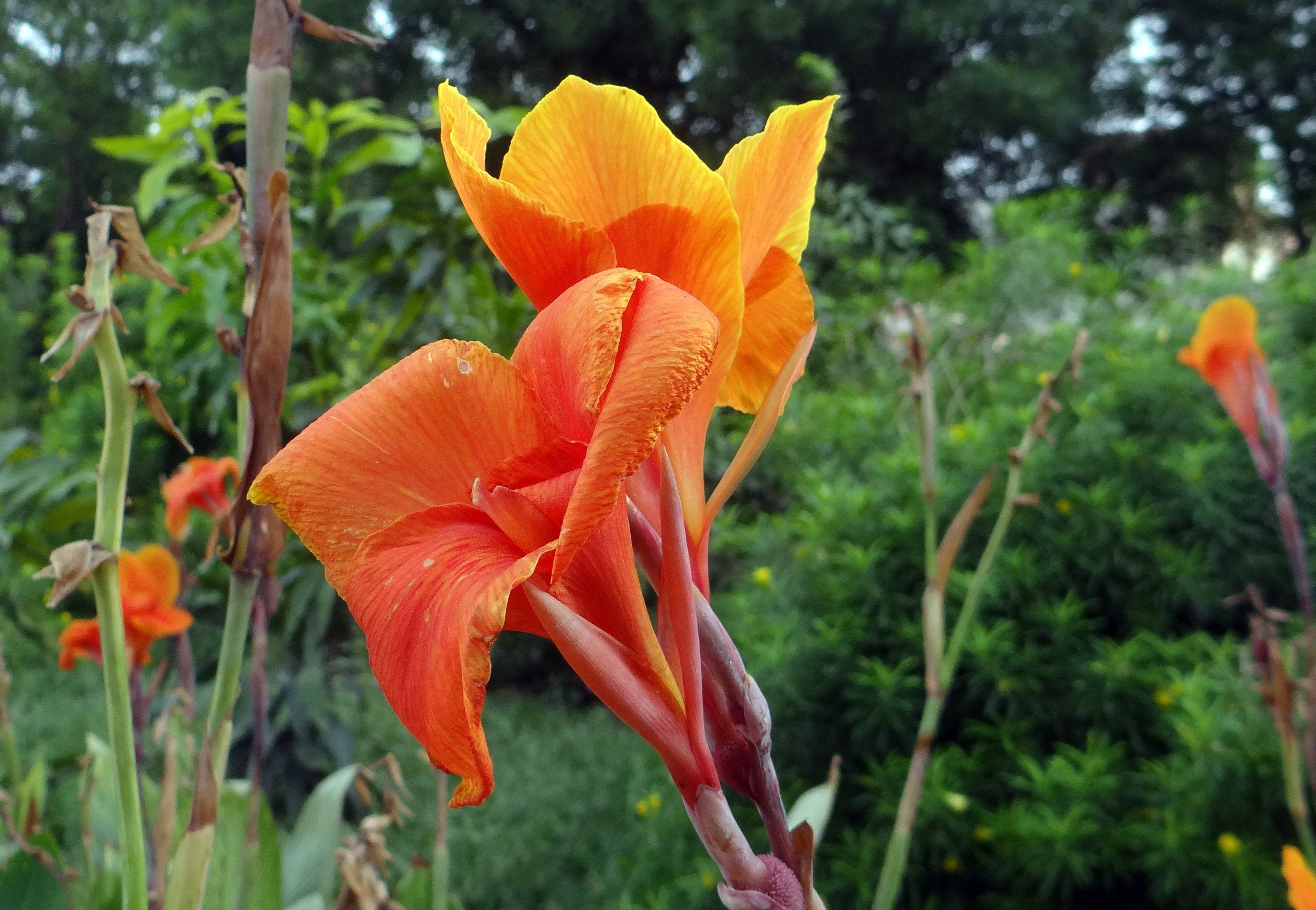 Канна сун. Канна индийская (canna Indica). Канна Амбассадор. Канна Фаерберд.