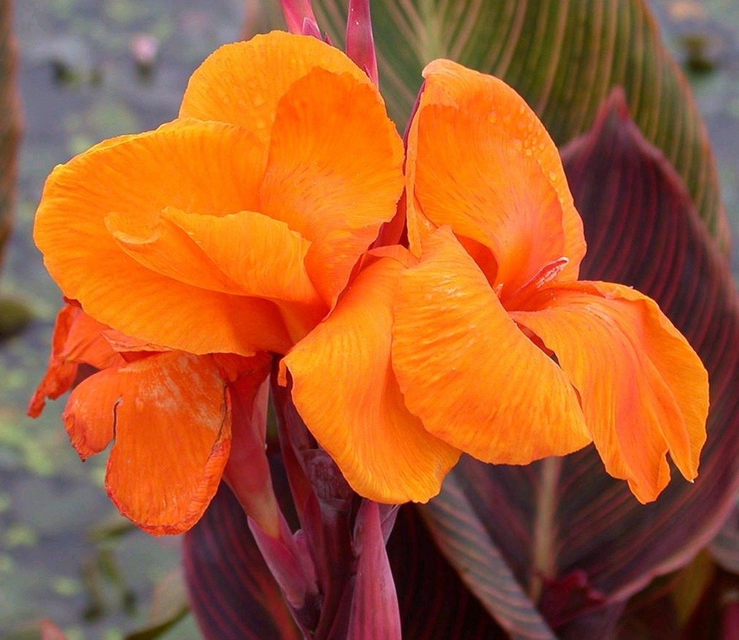 Канна индийская canna Indica