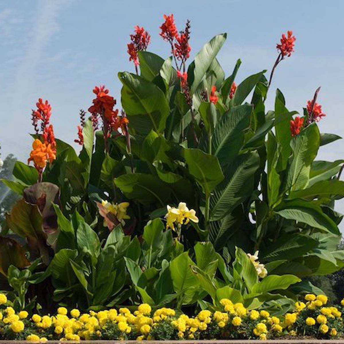 Канна индийская canna Indica