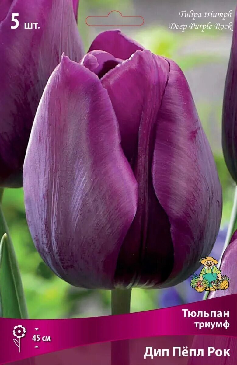 Тюльпан Триумф дип Пепл рок (5шт, фиолетовый, 12+, h45см)