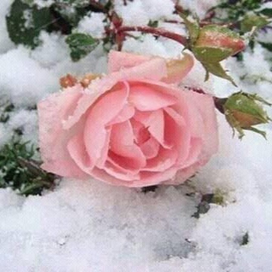 Красивые цветы зимой