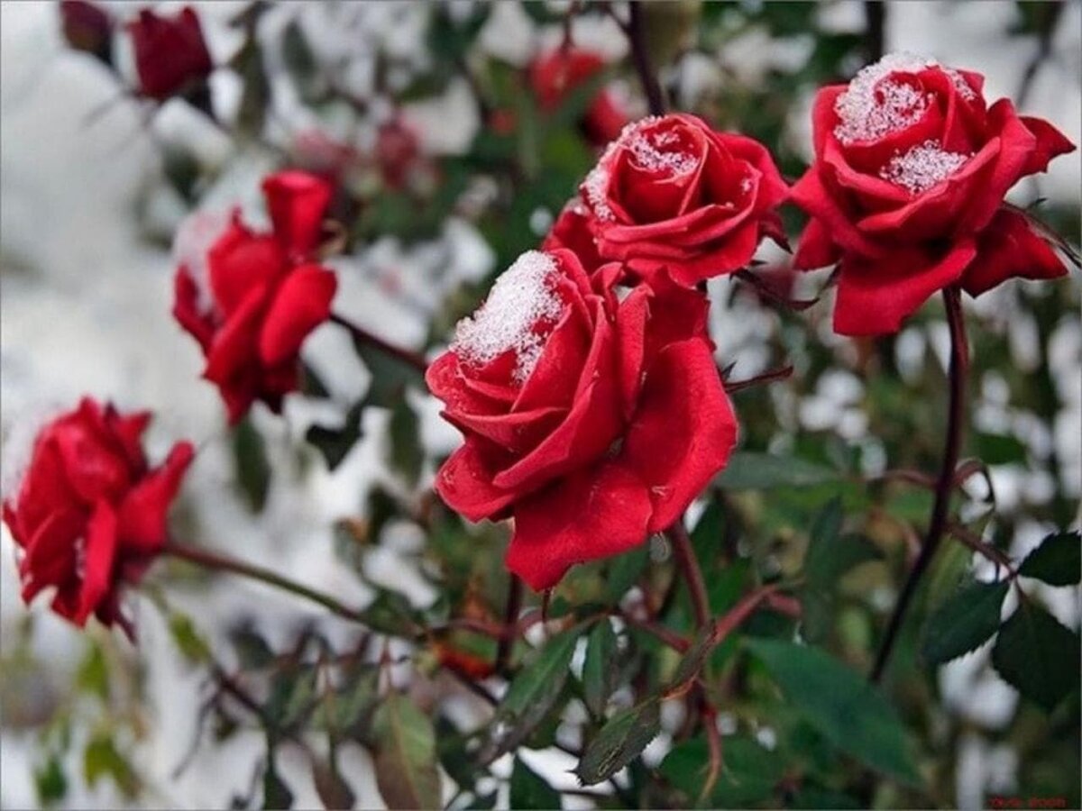 Розы снег красиво. Красивые зимние цветы. Розы на снегу. Розы зимой.