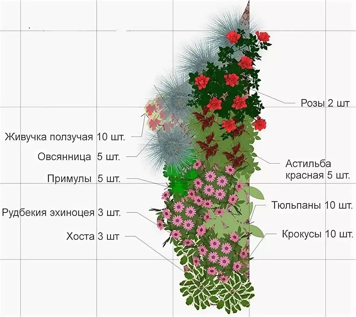 Схема посадки роз на клумбе прямоугольной формы фото