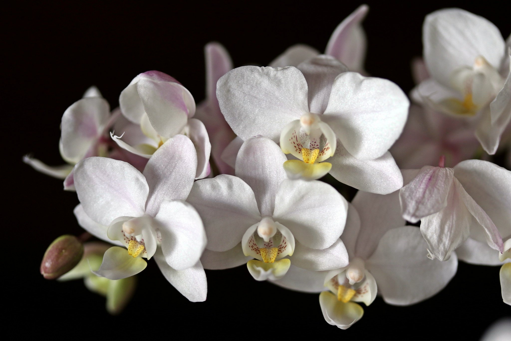 Фаленопсис Winter White