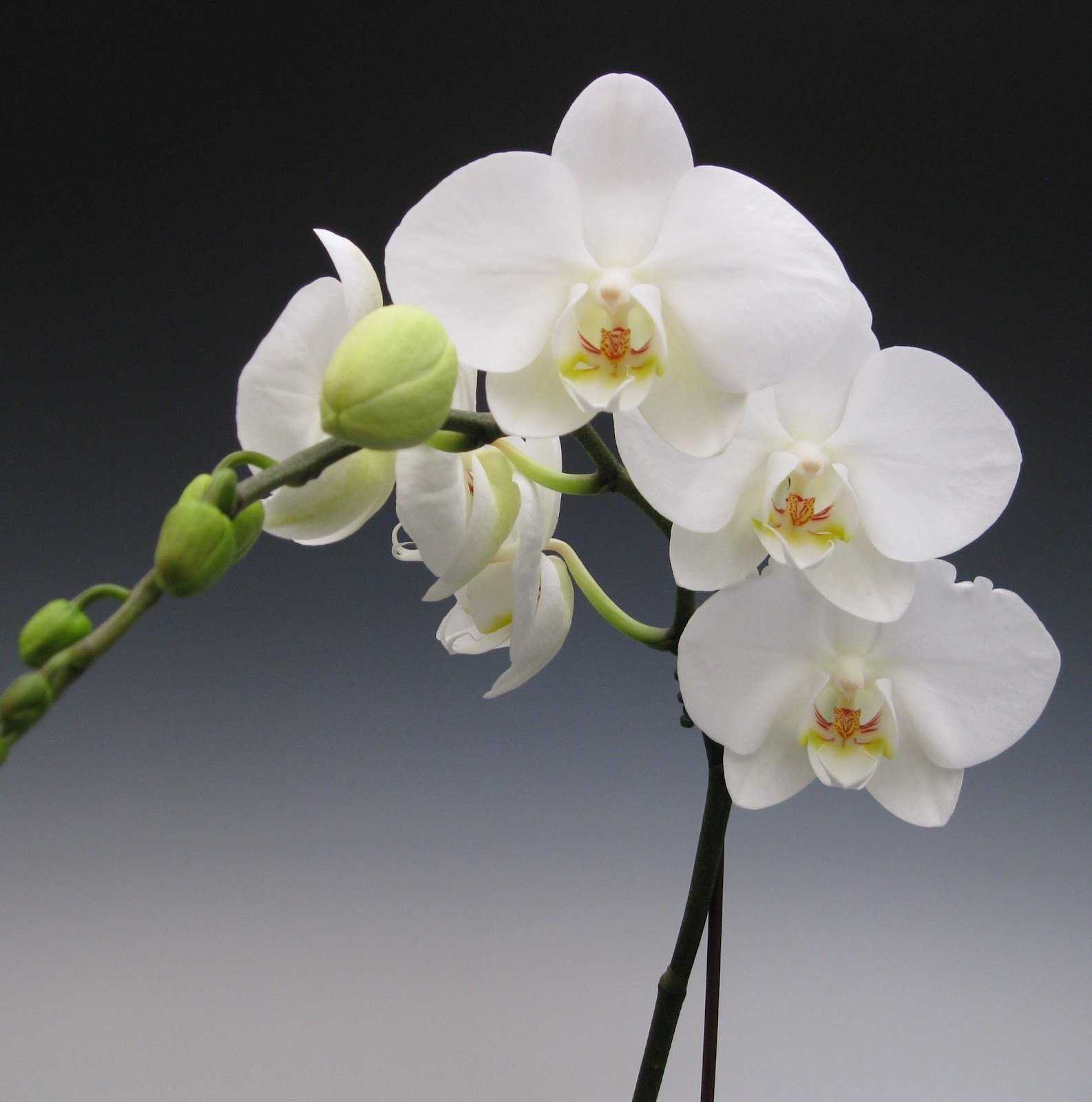 Phalaenopsis 100%