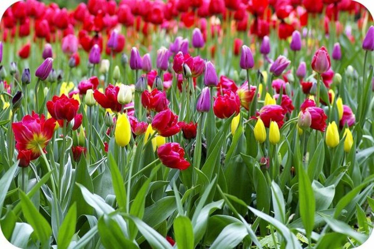 Будут ли цвести тюльпаны весной. Тюльпан период цветения. Тюльпаны отцвели. Тюльпаны на грядке. Тюльпаны разных цветов.