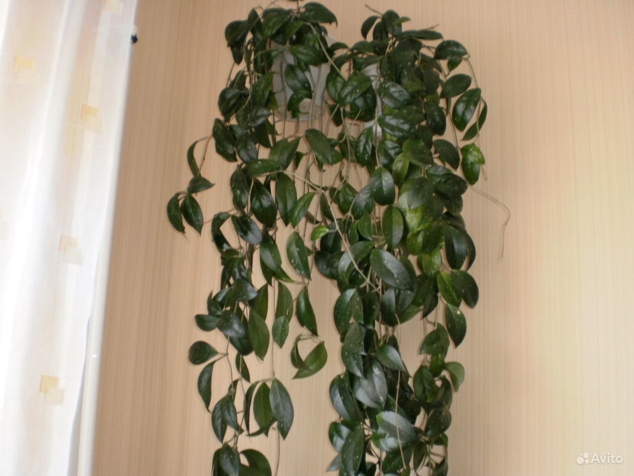 лиановидные комнатные растения фото