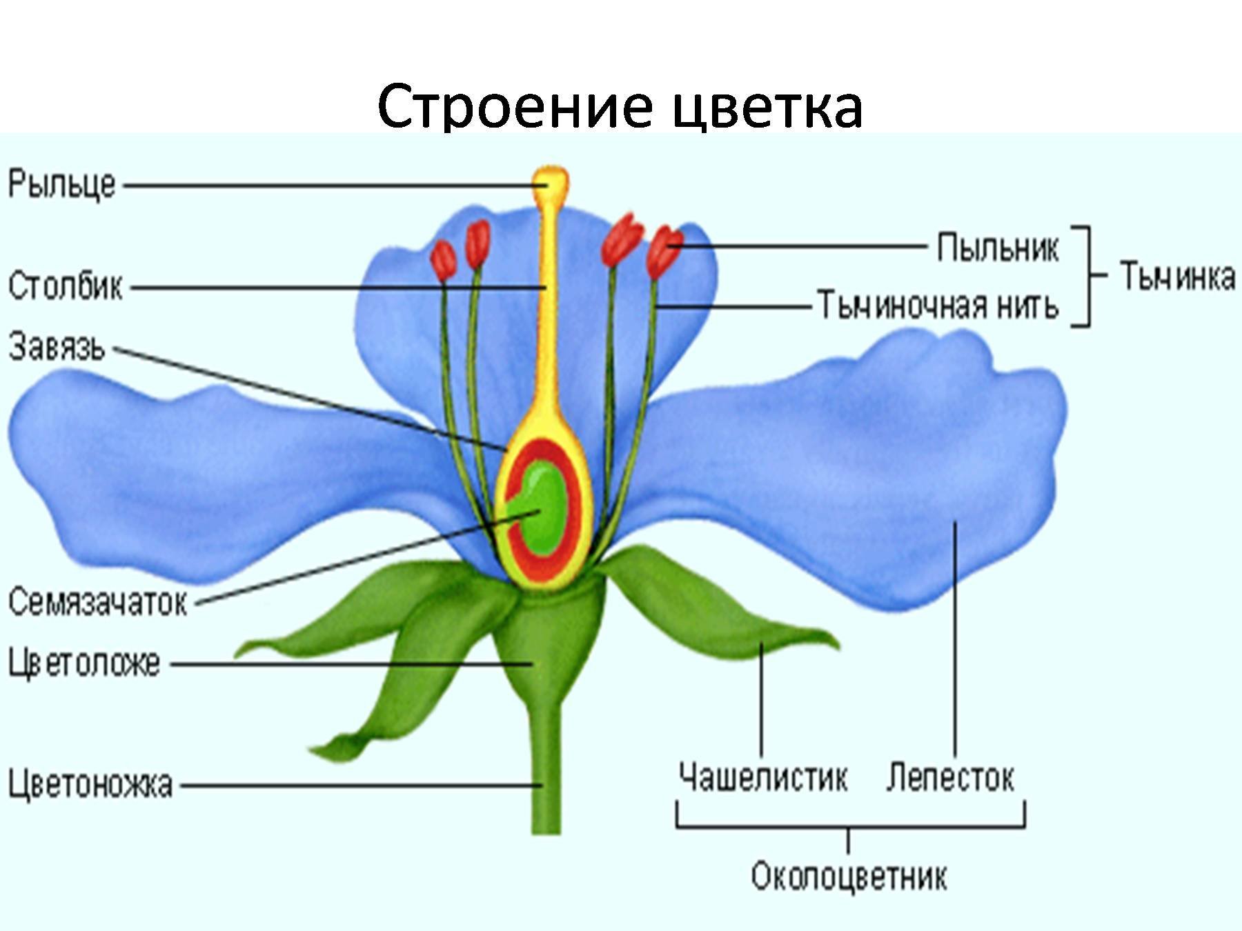 Из какой части цветка формируется