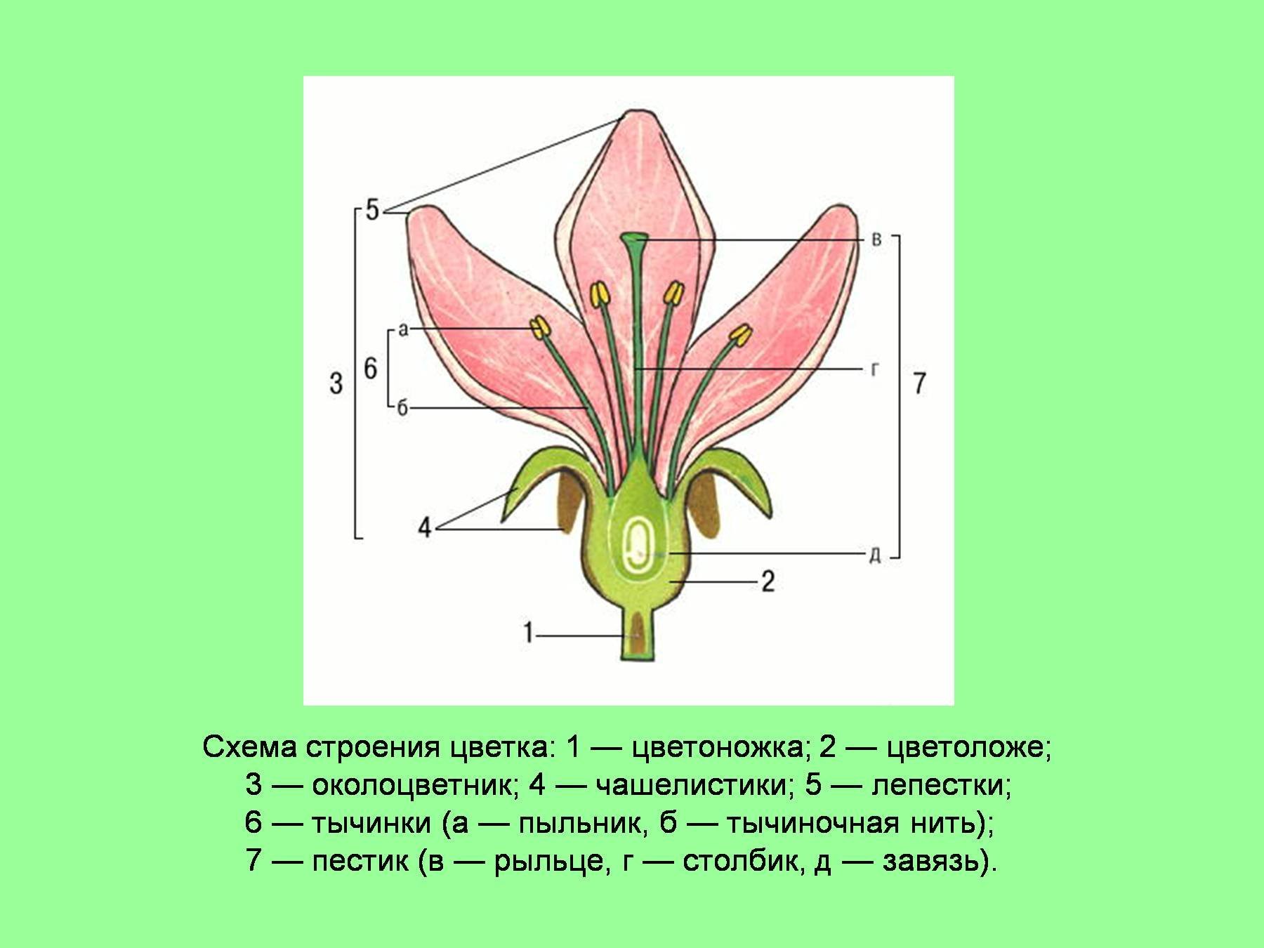 Мужской цветок схема. Схема строения цветка 6 класс биология. Строение цветка цветоложе цветоножка. Цветок цветоложе околоцветник. Цветоножка цветоложе околоцветник.