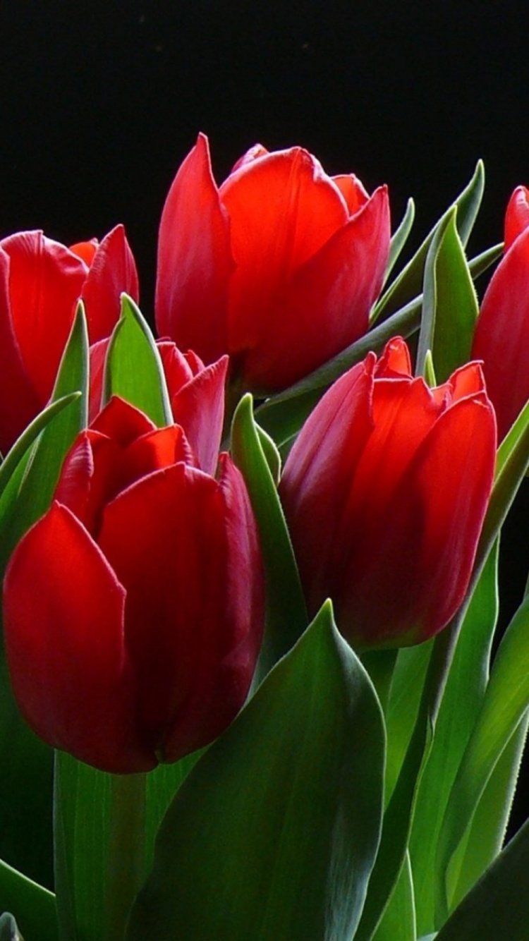 Красный тюльпан на солнце