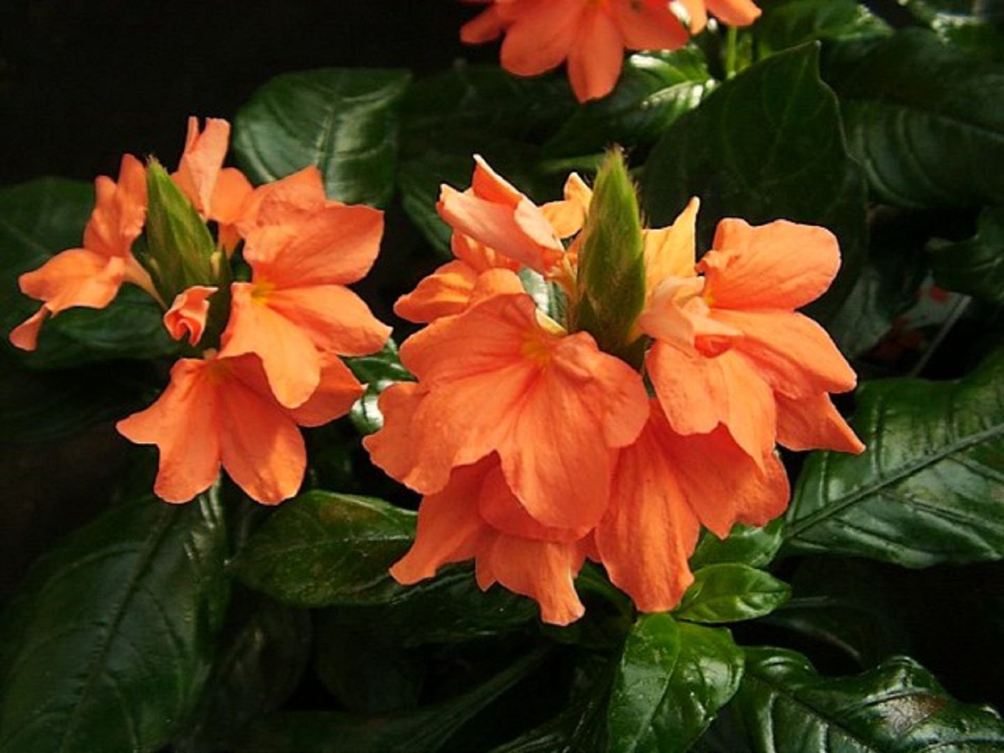 Оранжевое комнатное растение. Кроссандра воронковидная. Цветок Фортуна кроссандра. Гвинейская кроссандра. Кроссандра оранжевая.