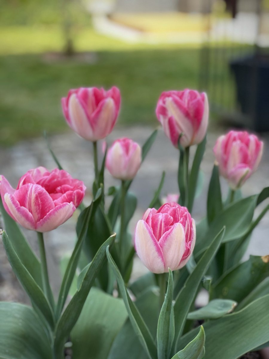 Тюльпаны в саду фото