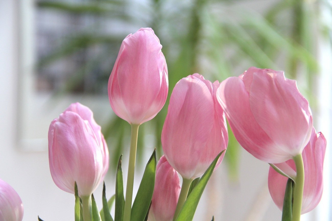 Что значат розовые тюльпаны. Тюльпан Niigata. Тюльпан Уомера. Тюльпан Katinka. Тюльпан Catherine.