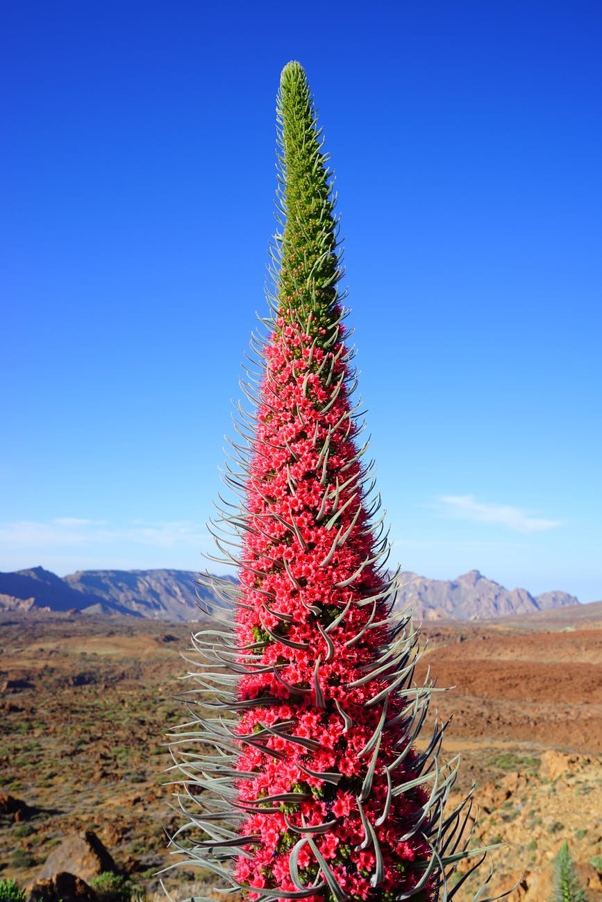 Пуйя (Puya).