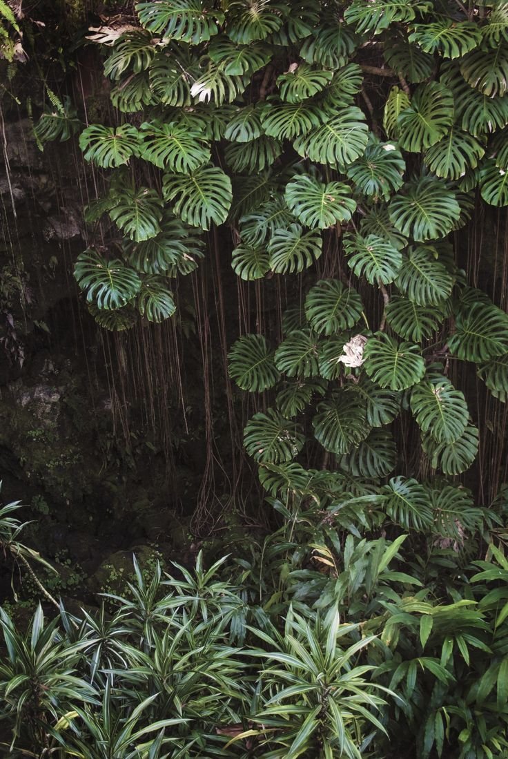 Растения тропиков лианы